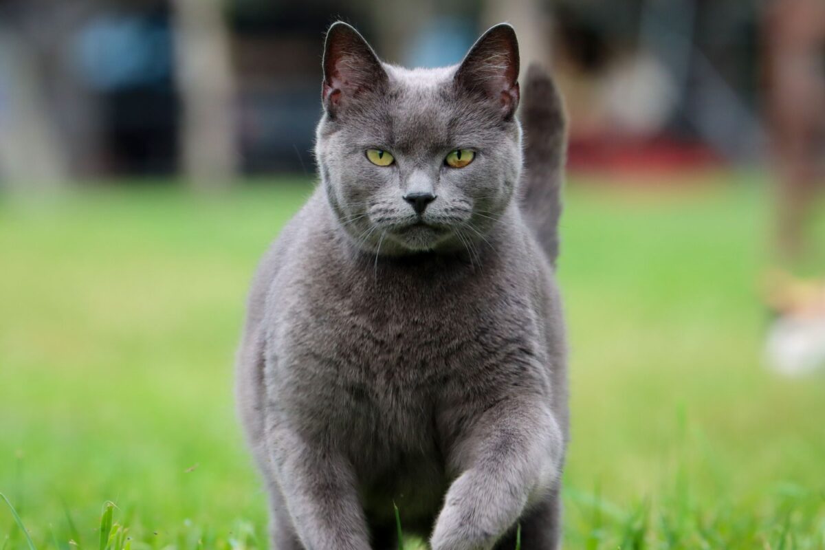 warrior cats clans définitions clarifient expérience