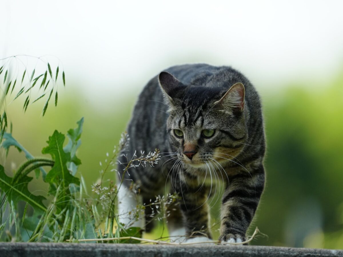 warrior cats clans créer chat guerrier